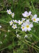 Рис. 1.7.32. Турча болотная впечатляет великолепными белыми цветками,… Рис. 1.7.32. Турча болотная впечатляет…