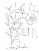 Рис. 1.7.35. Рдест курчавый, согласно (Rothmaler, 2009) Рис. 1.7.35. Рдест курчавый, согласно…