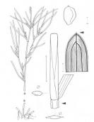 Рис. 1.7.37. Рдест сплюснутый, согласно (Rothmaler, 2009) Рис. 1.7.37. Рдест сплюснутый,…