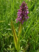 Рис. 1.7.40. Пальчатокорінник м’ясо-червоний, пігментована особина. Плями… Рис. 1.7.40. Пальчатокорінник…