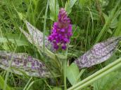 Рис. 1.7.41. Пальчатокорінник травневий. Плями чітко виражені, темні,… Рис. 1.7.41. Пальчатокорінник…