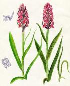 Рис. 1.7.42. У популяціях пальчатокорінника м’ясо-червоного зустрічаються як… Рис. 1.7.42. У популяціях…