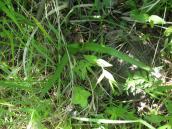 Рис. 1.7.44. Неквітуючий генеративний екземпляр пальчатокорінника… Рис. 1.7.44. Неквітуючий генеративний…