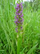 Рис. 1.7.45. Квітуючий генеративний екземпляр пальчатокорінника… Рис. 1.7.45. Квітуючий генеративний…