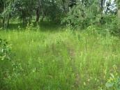 Рис. 1.7.46. Місцезростання пальчатокорінника м`ясо-червоного на… Рис. 1.7.46. Місцезростання…