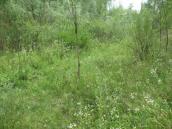 Рис. 1.7.47. Місцезростання пальчатокорінника м`ясо-червоного на Троєщинських… Рис. 1.7.47. Місцезростання…