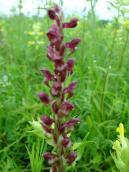 Рис. 1.7.48. Зозулинець блощичний – орхідея з запахом комах, оcтрів Муромець Рис. 1.7.48. Зозулинець блощичний –…