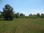 Рис. 1.7.49. Місцезростання зозулинцю блощичного на оcтрів Муромець Рис. 1.7.49. Місцезростання зозулинцю…