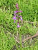 Рис. 1.7.50. Зозулинець рідкоквітковий, Осокорківські луки Рис. 1.7.50. Зозулинець…