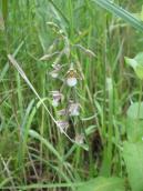 Рис. 1.7.51. Коручка болотна виявлена в урочищі Келійки Рис. 1.7.51. Коручка болотна виявлена…