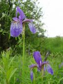 Рис. 1.7.52. Півники сибірські зустрічалися на острові Оболонської коси Рис. 1.7.52. Півники сибірські…