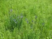 Рис. 1.7.53. Місцезростання півників сибірських, острові Муромець Рис. 1.7.53. Місцезростання півників…