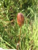 Рис. 1.7.54. Плід півників сибірських, південне узбережжя затоки Верблюд Рис. 1.7.54. Плід півників сибірських,…