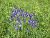 Рис. 1.7.55. Квітують Півники сибірські, Осокорківські луки Рис. 1.7.55. Квітують Півники…