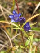 Рис. 1.7.58. Тирлич звичайний, Осокорківські луки Рис. 1.7.58. Тирлич звичайний,…