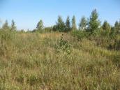 Рис. 1.7.59. Місцезростання тирличу звичайного, Осокорківські луки Рис. 1.7.59. Місцезростання тирличу…