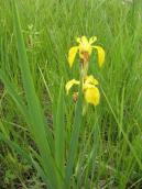 Рис. 1.7.60. Півники болотяні – окраса заплави, Осокорківські луки Рис. 1.7.60. Півники болотяні – окраса…