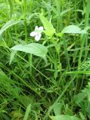 Рис. 1.7.61. Фіалка багняна, Осокорківські луки Рис. 1.7.61. Фіалка багняна,…