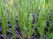 Рис. 1.7.63. Лікоподієла заплавна наводилася для Труханового острова Рис. 1.7.63. Лікоподієла заплавна…