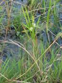 Рис. 1.7.65. Їжача голівка зринувша, Осокорківські луки Рис. 1.7.65. Їжача голівка зринувша,…