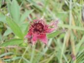 Рис. 1.7.68. Вовче тіло болотяне Рис. 1.7.68. Вовче тіло болотяне