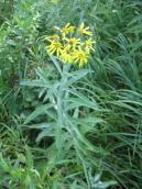 Рис. 1.7.69. Жовтозілля татарське, урочище Запісоччя Північне Рис. 1.7.69. Жовтозілля татарське,…