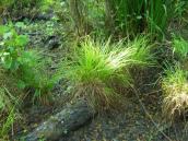 Рис. 1.7.70. Осока дерниста наводиться для острова Жуків Рис. 1.7.70. Осока дерниста наводиться…