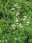 Рис. 1.7.72. Валеріана лікарська, Троєщинська заплава Рис. 1.7.72. Валеріана лікарська,…