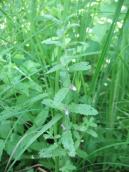 Рис. 1.7.73. Самосил часниковий на південь від затоки Верблюд Рис. 1.7.73. Самосил часниковий на…