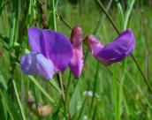 Рис. 1.7.74. Чина болотяна виявлена зокрема на Осокорках Рис. 1.7.74. Чина болотяна виявлена…