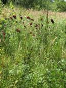 Рис. 1.7.78. Родовик лікарський, луки біля озеро Редькіне Рис. 1.7.78. Родовик лікарський, луки…