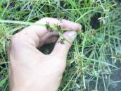 Рис. 1.7.79. Смикавець бурий, ур. Запісоччя Північне Рис. 1.7.79. Смикавець бурий, ур.…