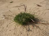 Рис. 1.7.82. Гвоздика піскова виявлена на Бориспільських островах Рис. 1.7.82. Гвоздика піскова виявлена…