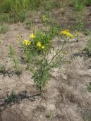 Рис. 1.7.83. Жовтозілля дніпровське, урочище Запісоччя Рис. 1.7.83. Жовтозілля дніпровське,…