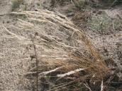 Рис. 1.7.85. Булавоносець сіруватий, острів Великий Північний Рис. 1.7.85. Булавоносець сіруватий,…