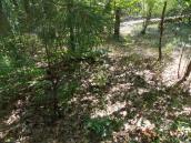 Рис. 1.7.91. Местопроизрастание гроздовника многораздельного в спонтанном… Рис. 1.7.91. Местопроизрастание…