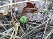 Рис. 1.7.92. Молодой экземпляр гроздовника многораздельного – это тот самый… Рис. 1.7.92. Молодой экземпляр…