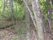 Рис. 1.7.93. Местопроизрастание гроздовника многораздельного в спонтанном лесу… Рис. 1.7.93. Местопроизрастание…