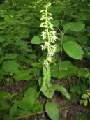 Рис. 1.7.94. Дремлик чемерицевидный в условиях пойменного леса острова Покал.… Рис. 1.7.94. Дремлик чемерицевидный в…