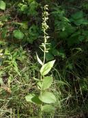 Рис. 1.7.95. Дремлик чемерицевидный из локуса Д, популяции пойменного леса… Рис. 1.7.95. Дремлик чемерицевидный из…