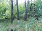 Рис. 1.7.96. Местопроизрастание одного из локусов популяции дремлика… Рис. 1.7.96. Местопроизрастание одного…