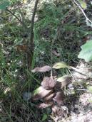 Рис. 1.7.97. Усохший экземпляр дремлика чемерицевидного в пойменном урочище… Рис. 1.7.97. Усохший экземпляр…