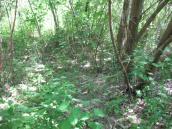 Рис. 1.7.98. Местопроизрастание дремлика чемерицевидного в урочище Витовская.… Рис. 1.7.98. Местопроизрастание…