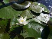 Snow-white Water Lily, Nymphaea canida, (Photo Ślęzak A.) Snow-white Water Lily, Nymphaea…