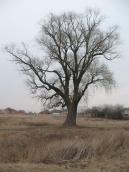 Рис. 1.8.9. Осокір на околиці колишнього с. Троєщина, вул. Толстого, Київ.… Рис. 1.8.9. Осокір на околиці…