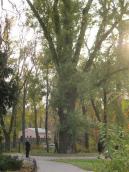 Рис. 1.8.10. Віковий осокір на о. Венеціанський біля каплиці, заповіданий.… Рис. 1.8.10. Віковий осокір на о.…