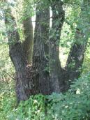 Рис. 1.8.11. Старий осокір на о. Зелений (Острів Оболонської коси). Фото І.… Рис. 1.8.11. Старий осокір на о.…