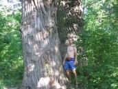 Рис. 1.8.12. Старі осокори на Корчуватому Рис. 1.8.12. Старі осокори на…