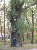 Рис. 1.8.26. Вікова чорна тополя на Венеціанському острові. Фото І. Парнікози,… Рис. 1.8.26. Вікова чорна тополя на…