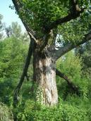 Рис. 1.8.36. Поважний екземпляр тополі чорної на острові Муромець. Фото І.… Рис. 1.8.36. Поважний екземпляр тополі…